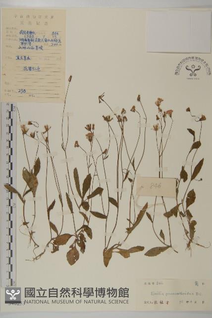 小葉一點紅藏品圖，第1張