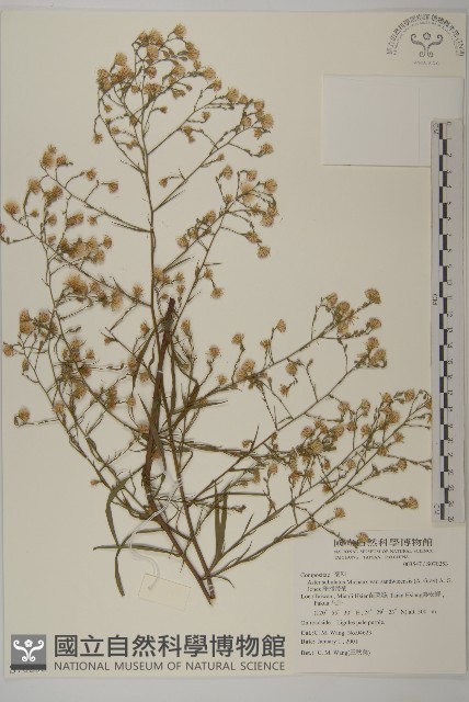 澤掃帚菊藏品圖，第1張