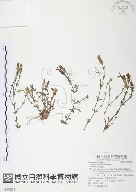 玉山龍膽藏品圖，第1張