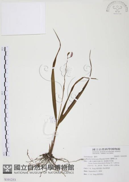 臺灣白及藏品圖，第1張