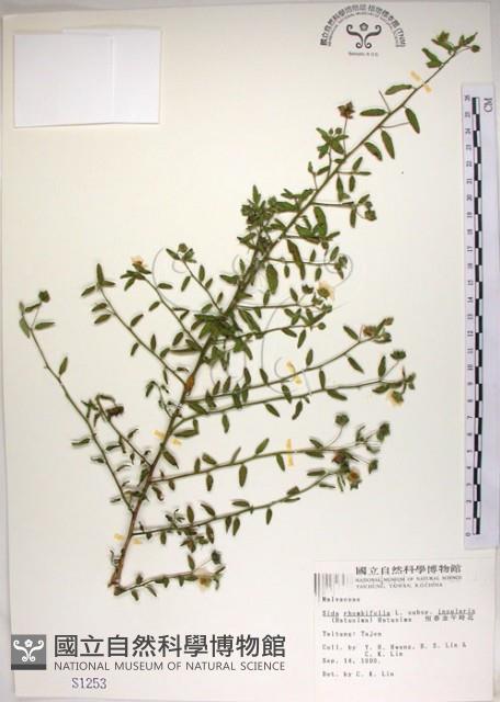 恆春金午時花藏品圖，第1張