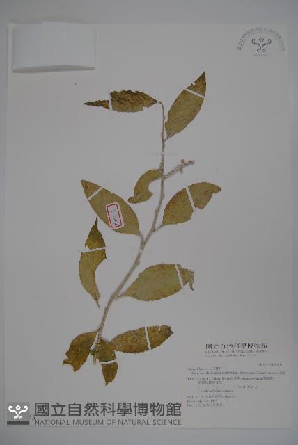 山柑、臺灣山柑藏品圖，第1張