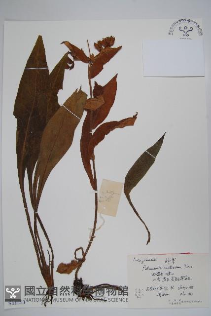 腺毛肺草藏品圖，第1張