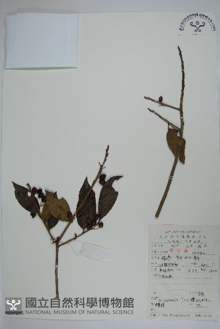 冬青藏品圖，第1張