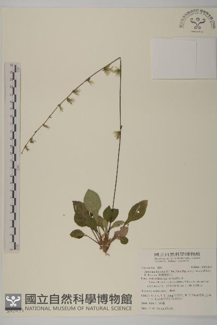 臺灣鬼督郵藏品圖，第1張