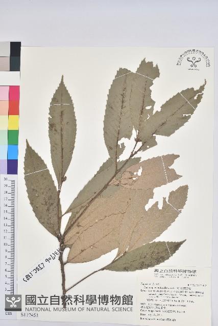 印度苦櫧藏品圖，第1張