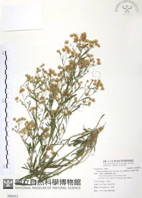 加拿大蓬藏品圖，第1張