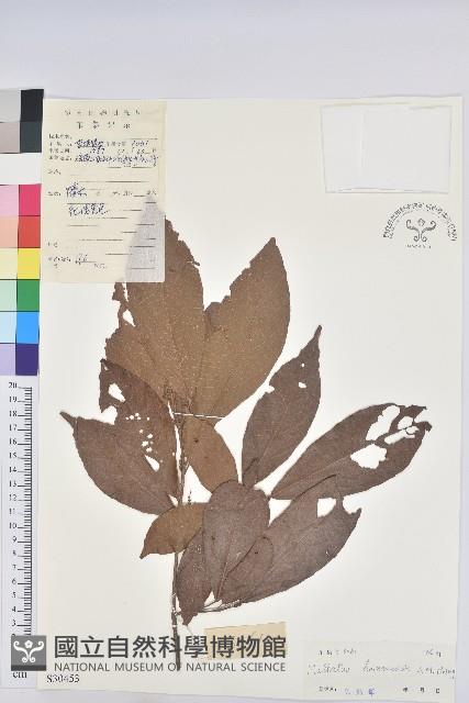 登錄號:S030453藏品圖，第1張