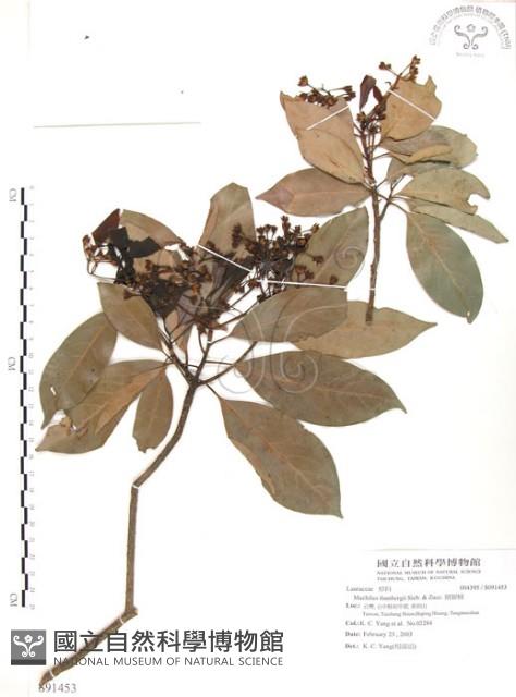 豬腳楠藏品圖，第1張