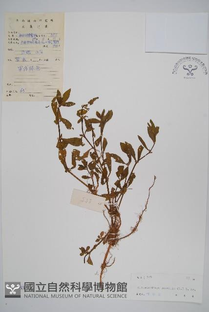 蓮子草藏品圖，第1張