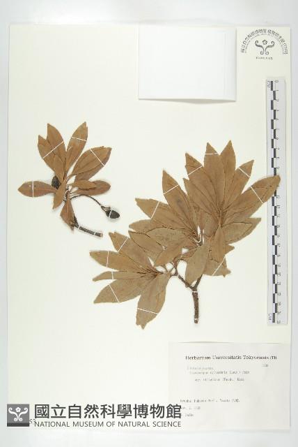 登錄號:S082153藏品圖，第1張