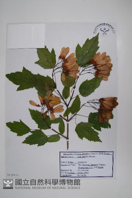 華北茶條槭藏品圖，第1張