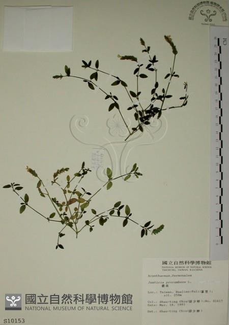 爵床藏品圖，第1張