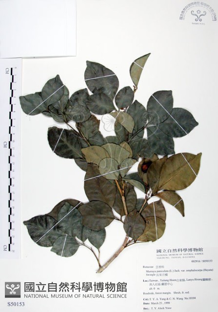長果月橘藏品圖，第1張