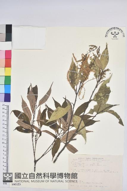 鋸葉長尾栲、白校欑藏品圖，第1張