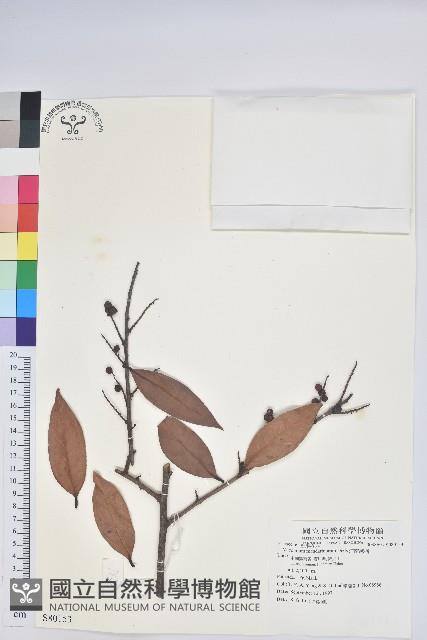 江南越橘藏品圖，第1張