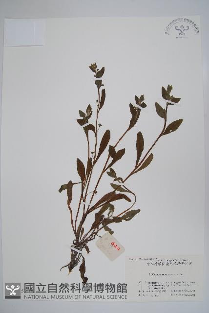 麥家公藏品圖，第1張