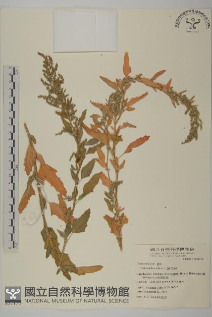 藜、灰藜藏品圖，第1張