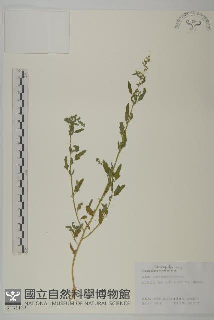 小葉藜藏品圖，第1張