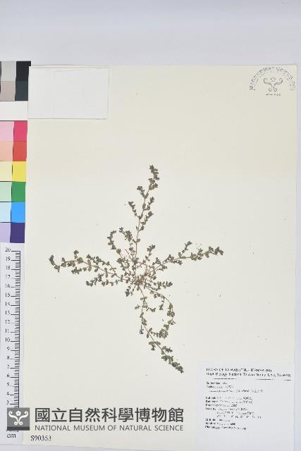 伏生大戟藏品圖，第1張