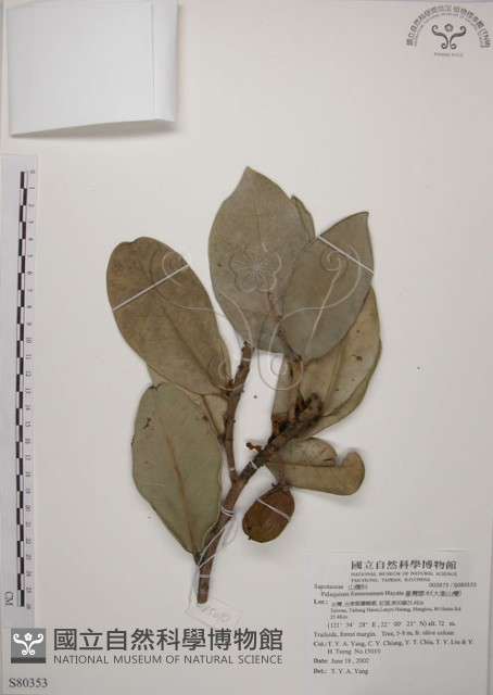 大葉山欖、臺灣膠木藏品圖，第1張