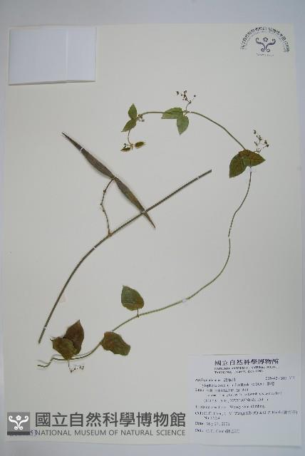 鷗蔓藏品圖，第1張