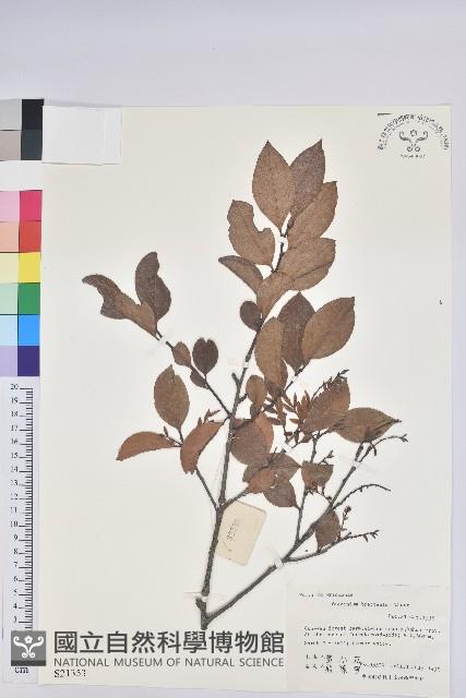 米飯花藏品圖，第1張