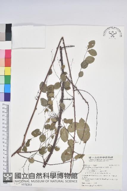 多花油柑、白仔藏品圖，第1張