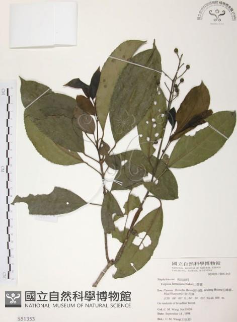 山香圓藏品圖，第1張