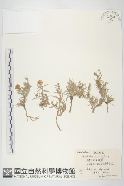 銀灰旋花藏品圖，第1張