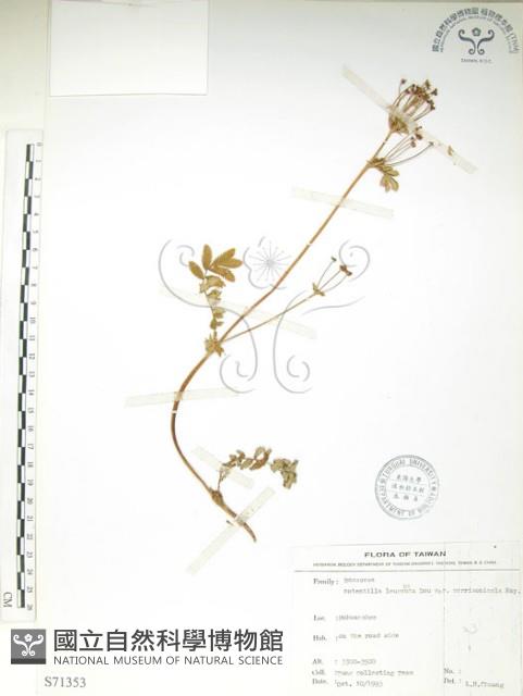 玉山金梅藏品圖，第1張