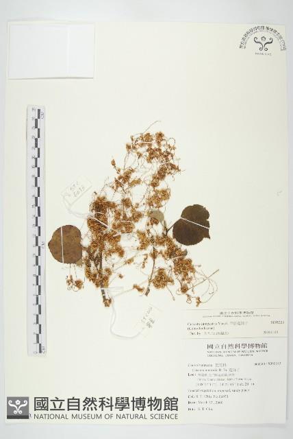平原菟絲子藏品圖，第1張