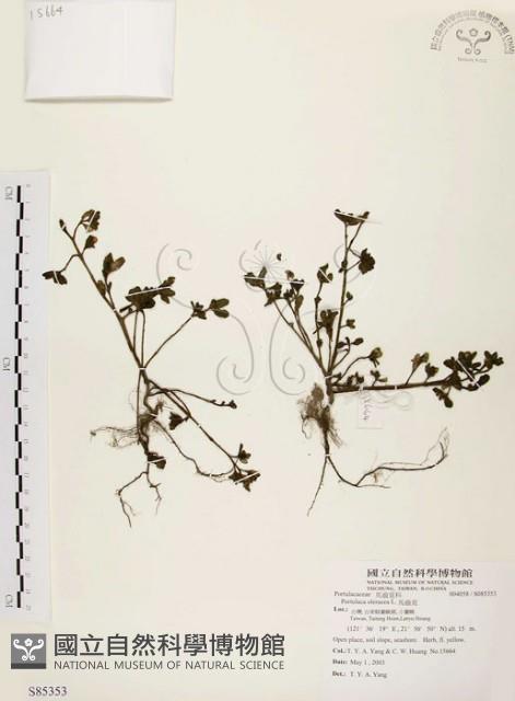 馬齒莧藏品圖，第1張