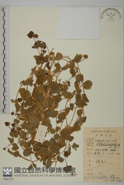 荷蓮豆藏品圖，第1張