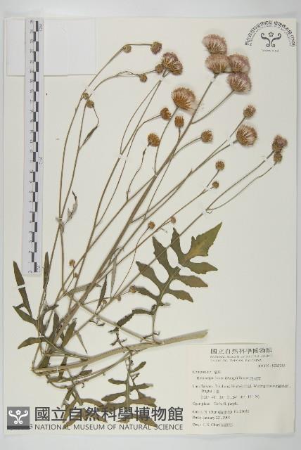 泥胡菜藏品圖，第1張