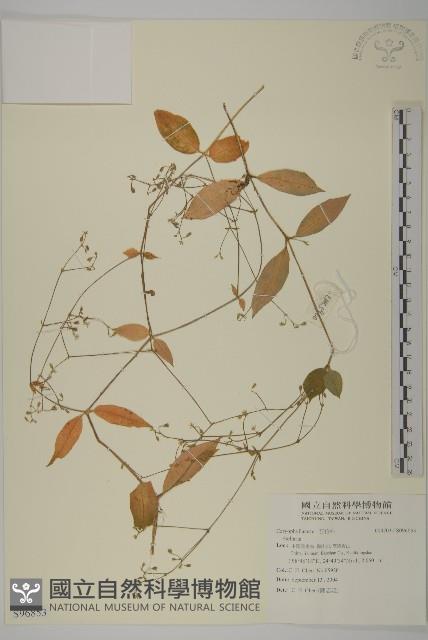 登錄號:S096853藏品圖，第1張