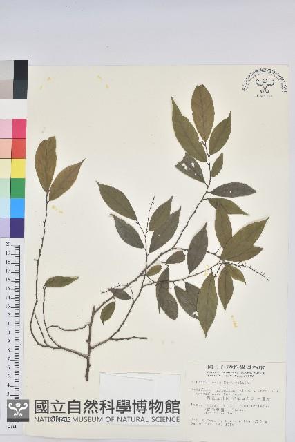 密花五月茶藏品圖，第1張