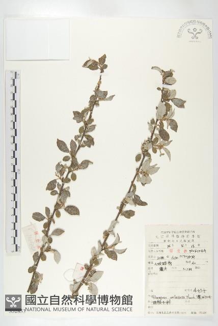 小葉胡頹子藏品圖，第1張