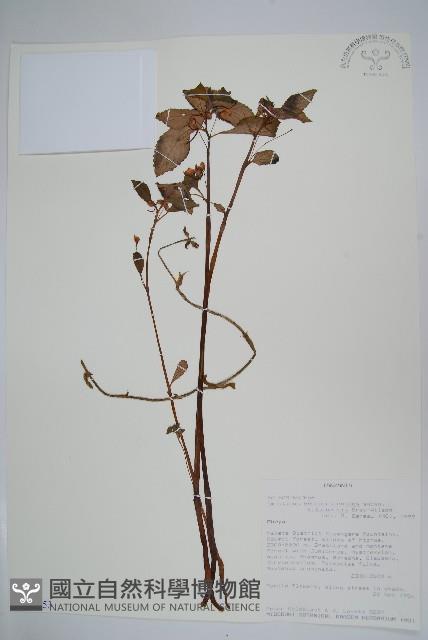 登錄號:S100853藏品圖，第1張