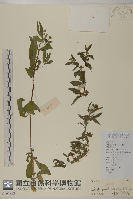 鱧腸藏品圖，第1張