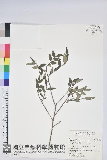 毛蕊花藏品圖，第1張