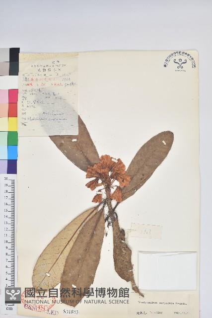 革葉杜鵑藏品圖，第1張