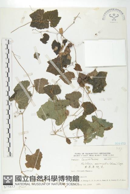 黑果馬交兒藏品圖，第1張