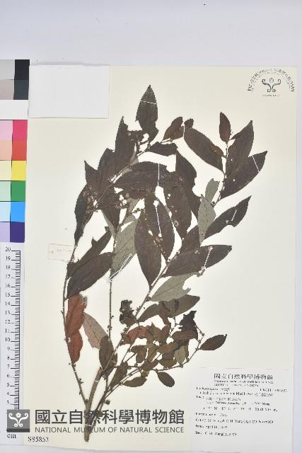 裡白饅頭果藏品圖，第1張