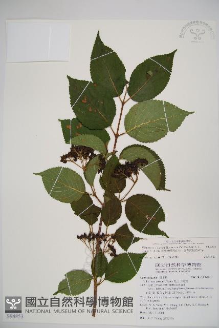 臺灣蝴蝶戲珠花、臺灣蝴蝶花藏品圖，第1張