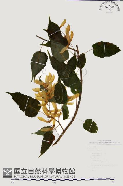 尖葉槭藏品圖，第1張