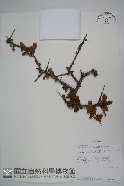 登錄號:S093853藏品圖，第1張