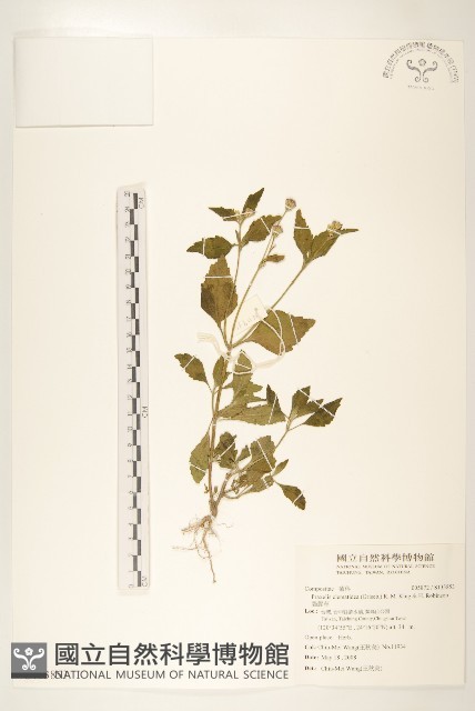 貓腥草藏品圖，第1張