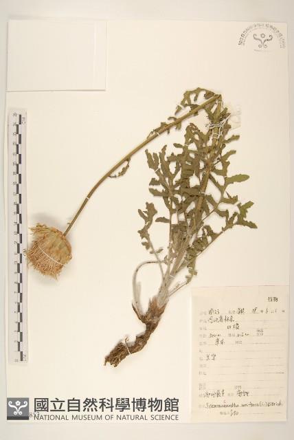 漏蘆藏品圖，第1張