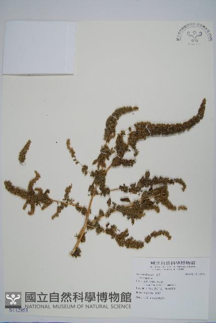 登錄號:S112953藏品圖，第1張